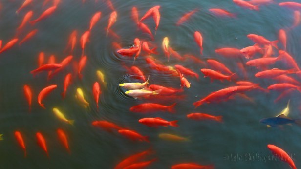 berlin-natur-fisvchchen